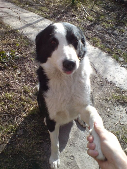 Мальчик ищет девочку для вязки