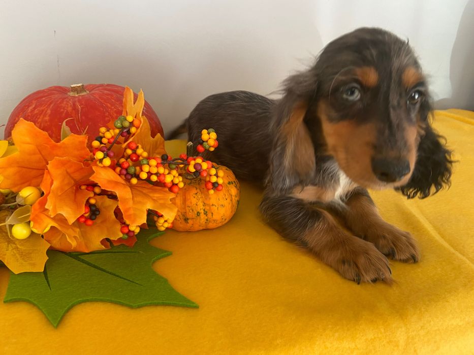 Jamnik miniaturowy długowłosy