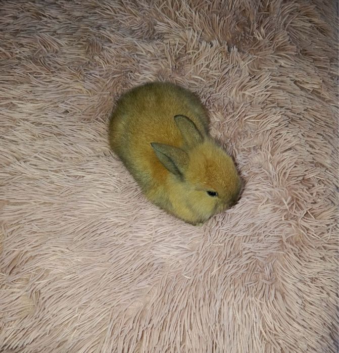 Królik miniaturka