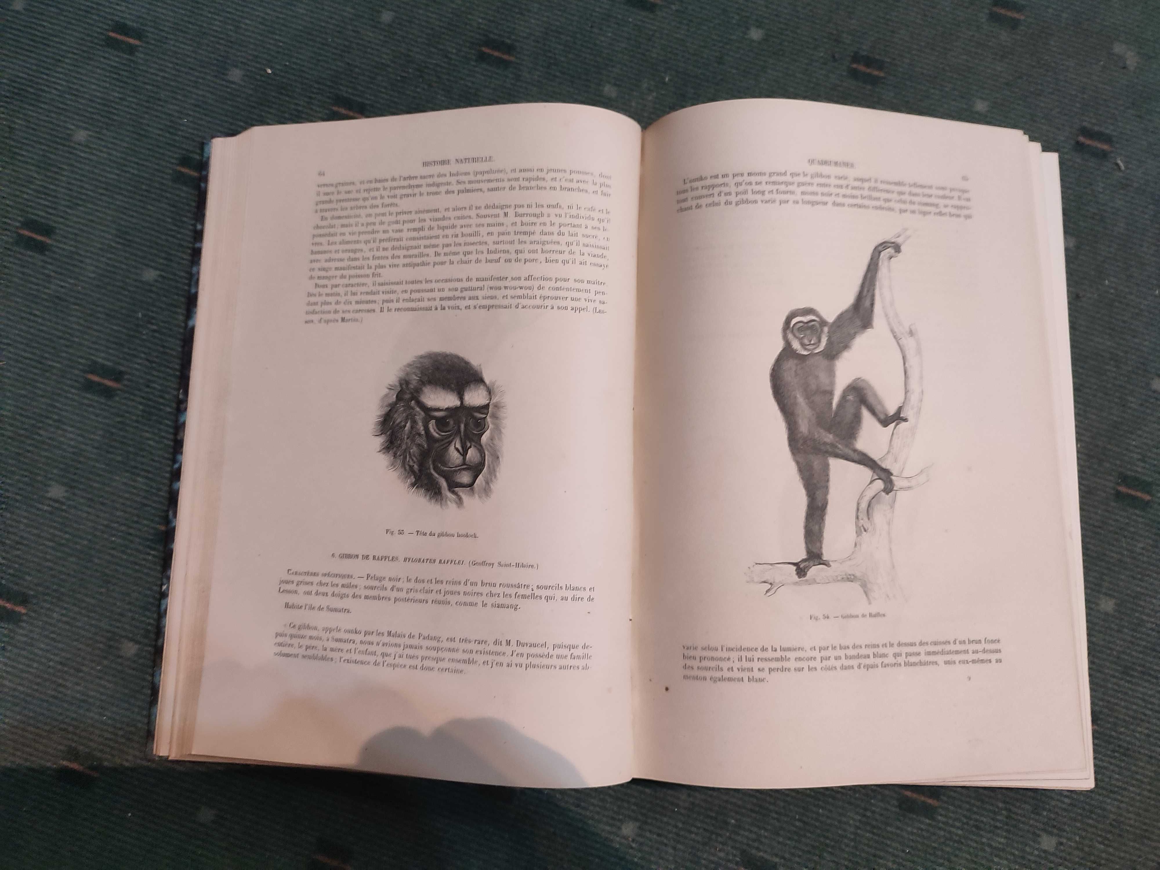 Encyclopédie D'Histoire Naturelle Traité Complet - Quadrumanes