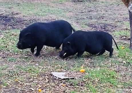 porco preto pequeno e javali