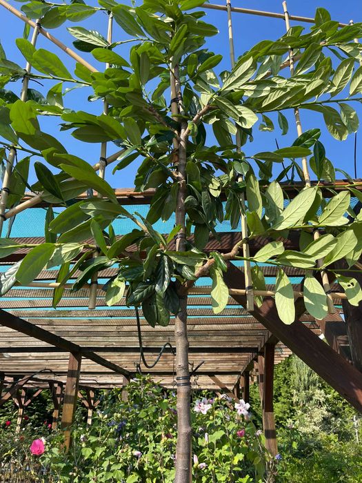 Palmet-Ekran Laurowiśnia-Grab-Ambrowiec-Grusza Cena 1550 zł