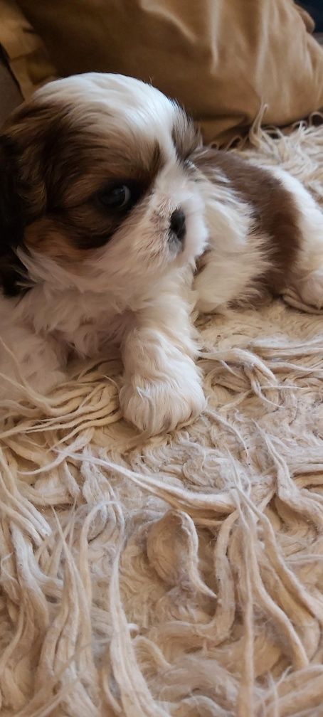 Shih Tzu suczka rodowodowa