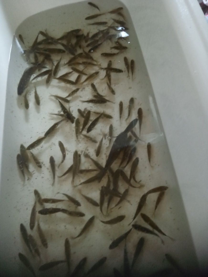 Sprzedam Karasia!