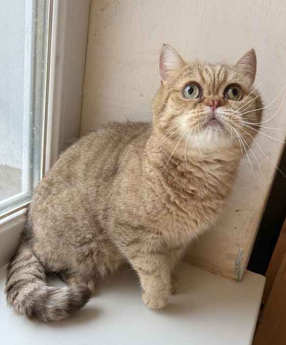 Британский кот Бублик в добрые руки