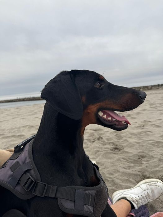 Dobermann macho puro