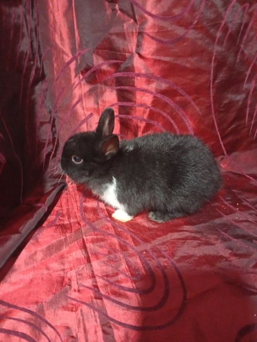 Coelhinho anão holandês