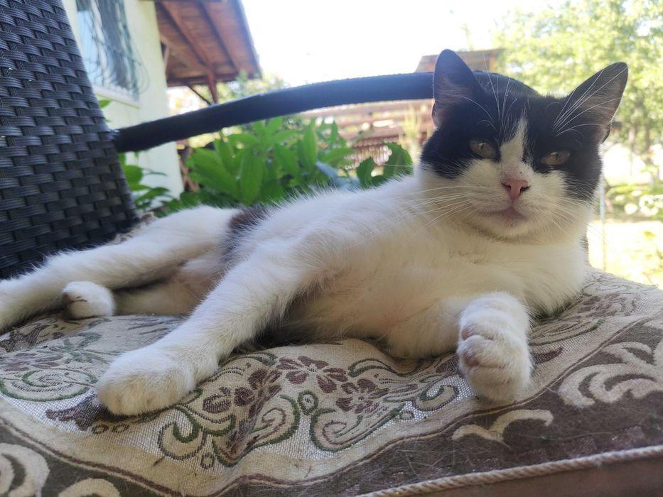 Віддам кицю стерилізовану