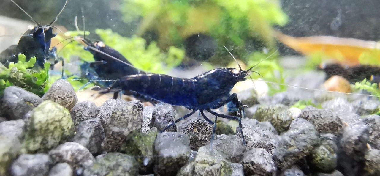 Camarões ROYAL Blue Tiger Orange Eyes SHRIMP VILLA