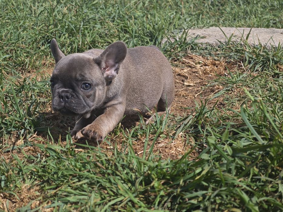 Bulldog frances  blue tan femea