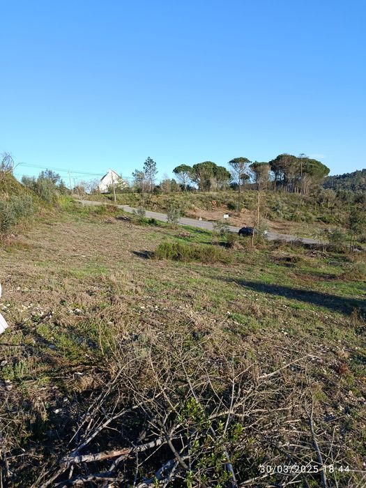 Terreno rústico com oliveiras
