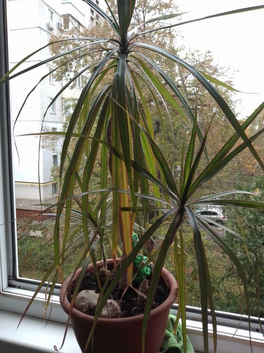 Драцена Глоксиния ,фіалки і др.