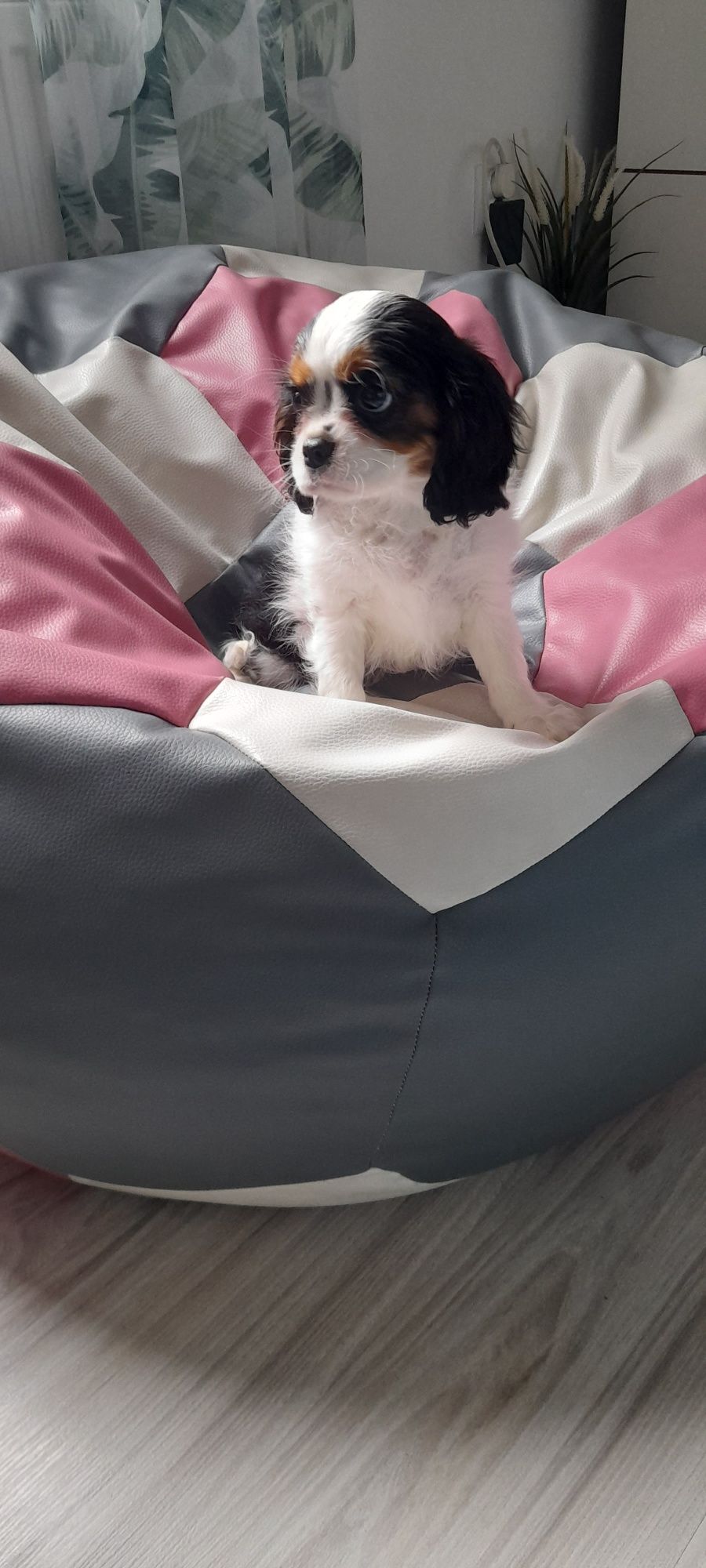 Szczeniaczek Cavalier King Charles Spaniel