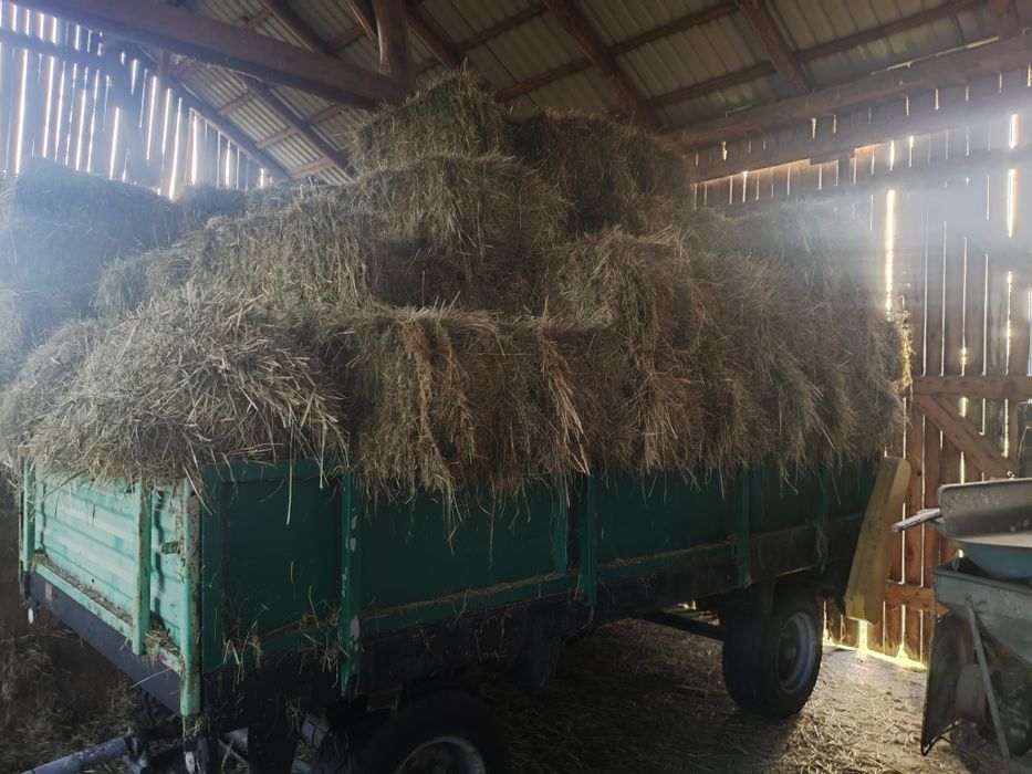 Siano suche tegoroczne