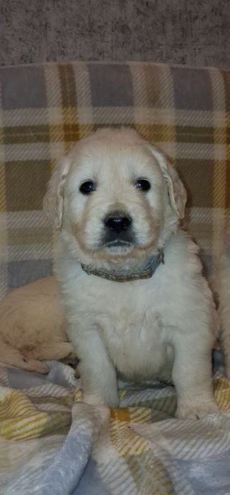 Золотистий ретривер, хлопчик