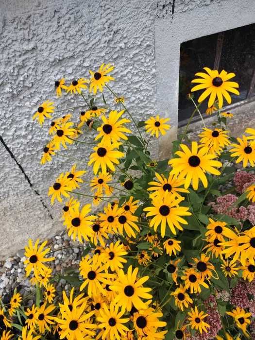 Rudbekia - bylina miododajna, duże kępy kwiatów