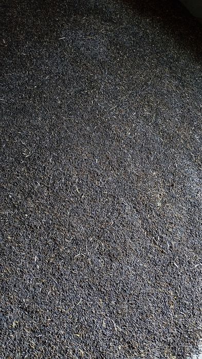 Owies czarny odmiana gniady ekologiczny