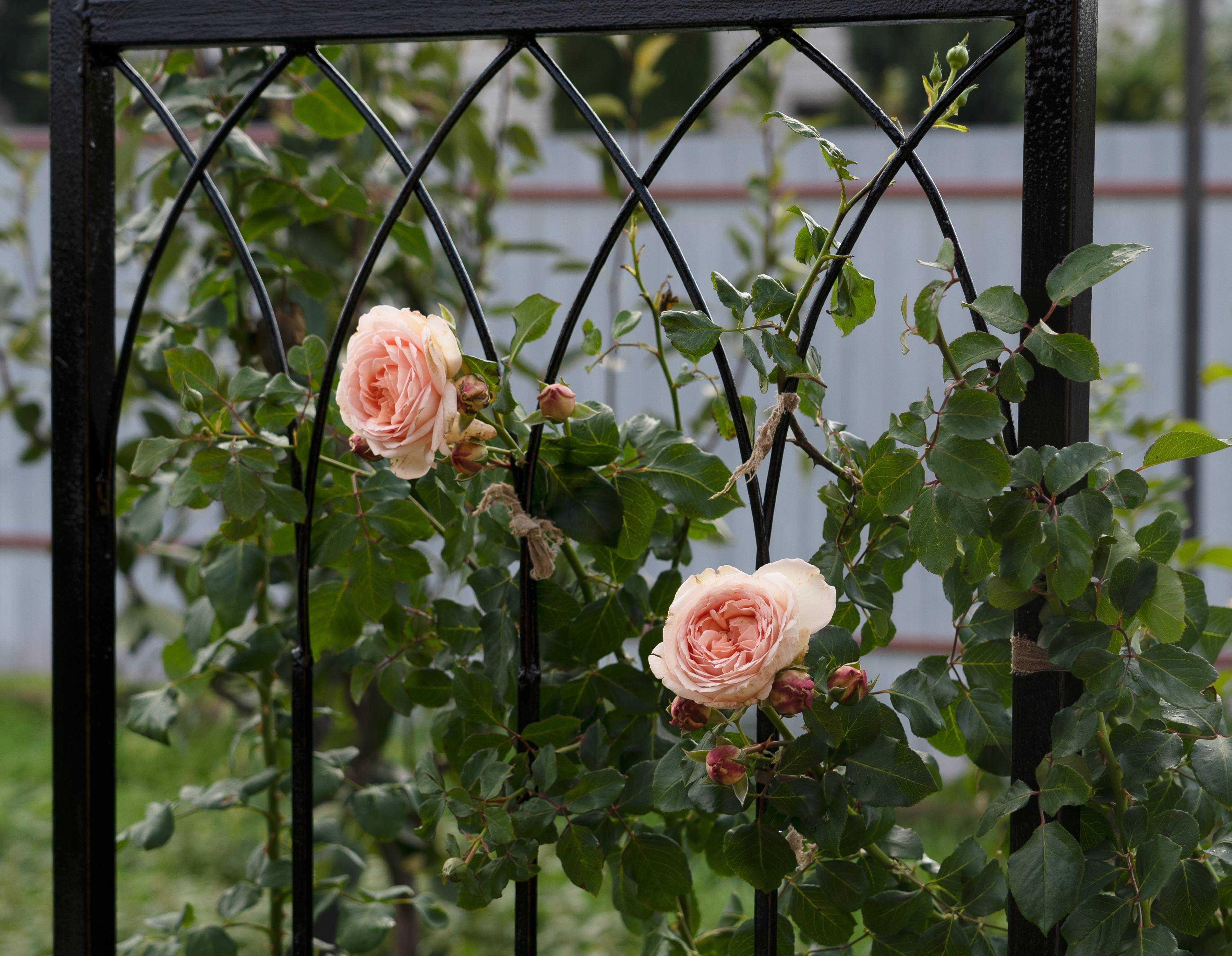 Арки садові для роз ковані в строгому дизайні. Опори для квітів