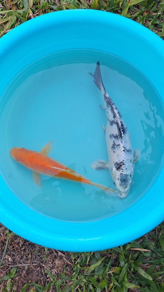 CARPAS KOI - 15 A 20 CM - 25€