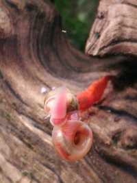 Zatoczek różowy ślimak akwariowy