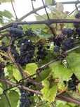 Winogrono ciemne