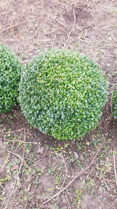 Самшит вічно зелений