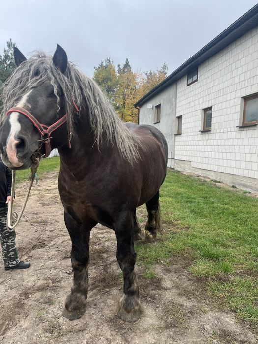Sprzedam ogiera PKZ