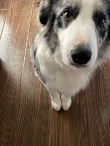 drobniutka wspaniała suczka border collie