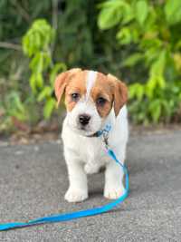 Samiec Jack Russell terrier ZKWP/FCI szorstkowlosy