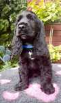 Cocker spaniel angielski - chłopczyk