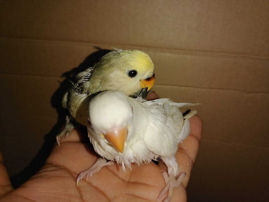 Roseicollis Agapornis domesticados