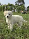 Golden Retriever fêmea