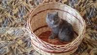Кошачий плетёный домик