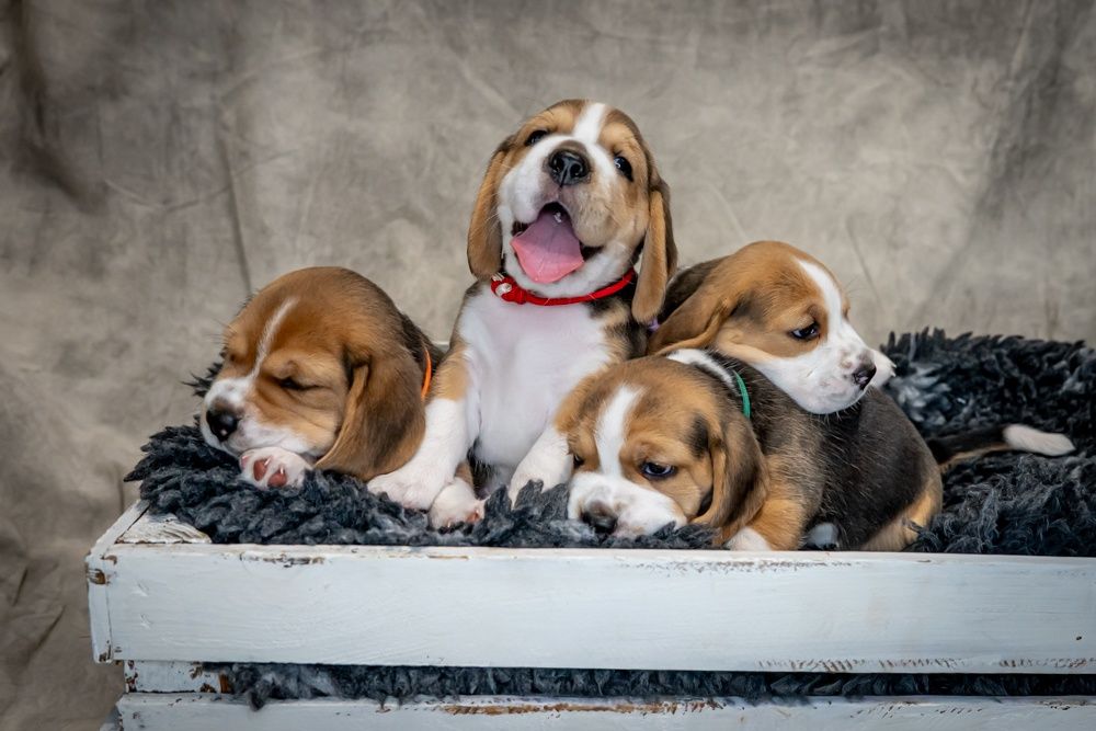 Beagle, ZkwP/FCI po wybitnych rodzicach