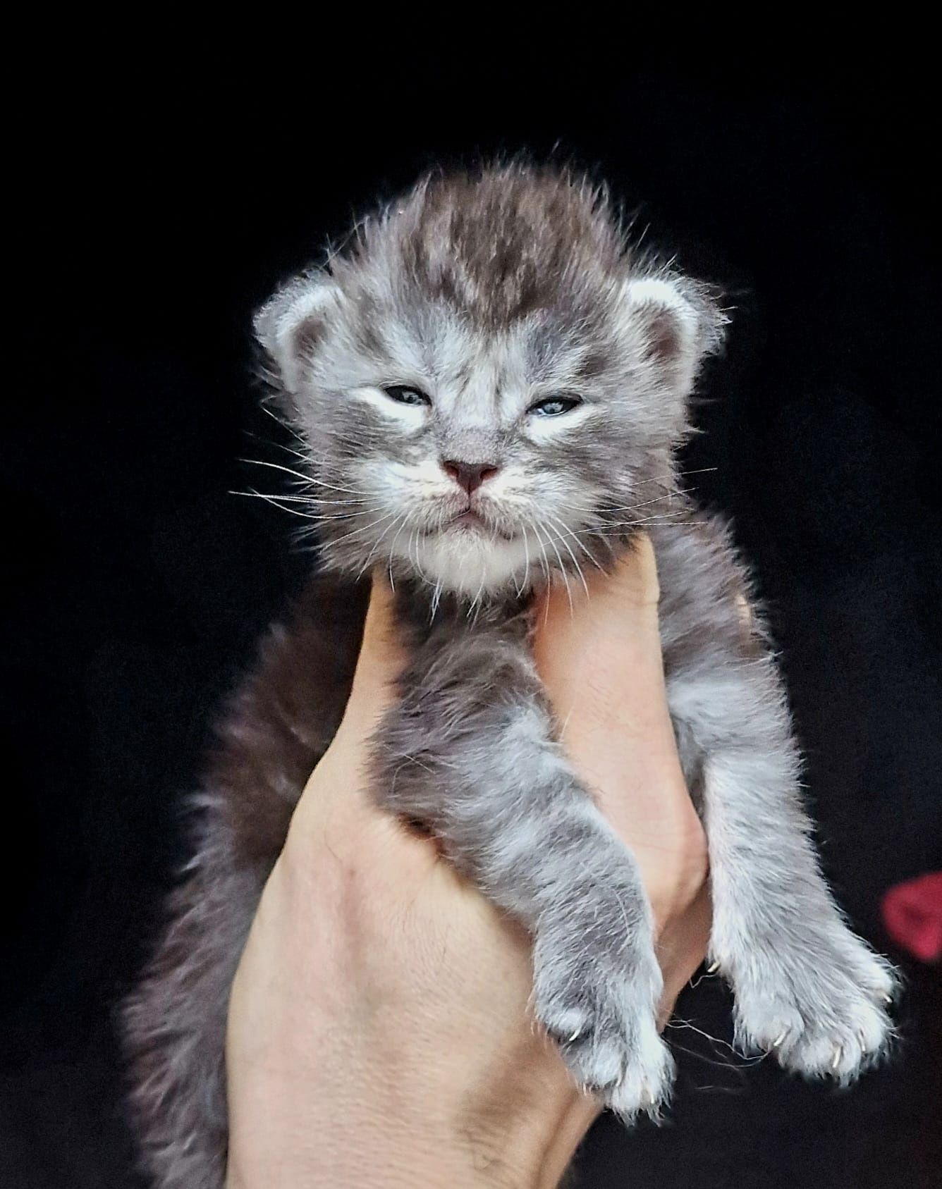 Maine coon piękny czarny srebrzysty klasycznie pręgowany kocurek