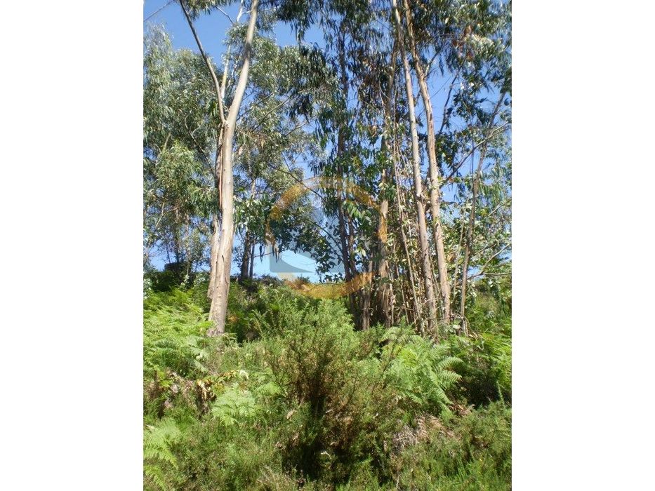 Terreno Vale de Cambra