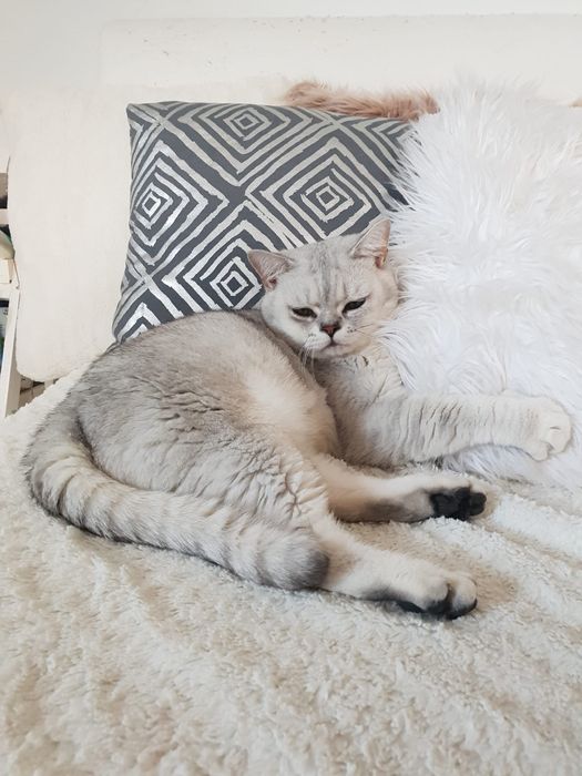 Kocurek brytyjski szynszyla