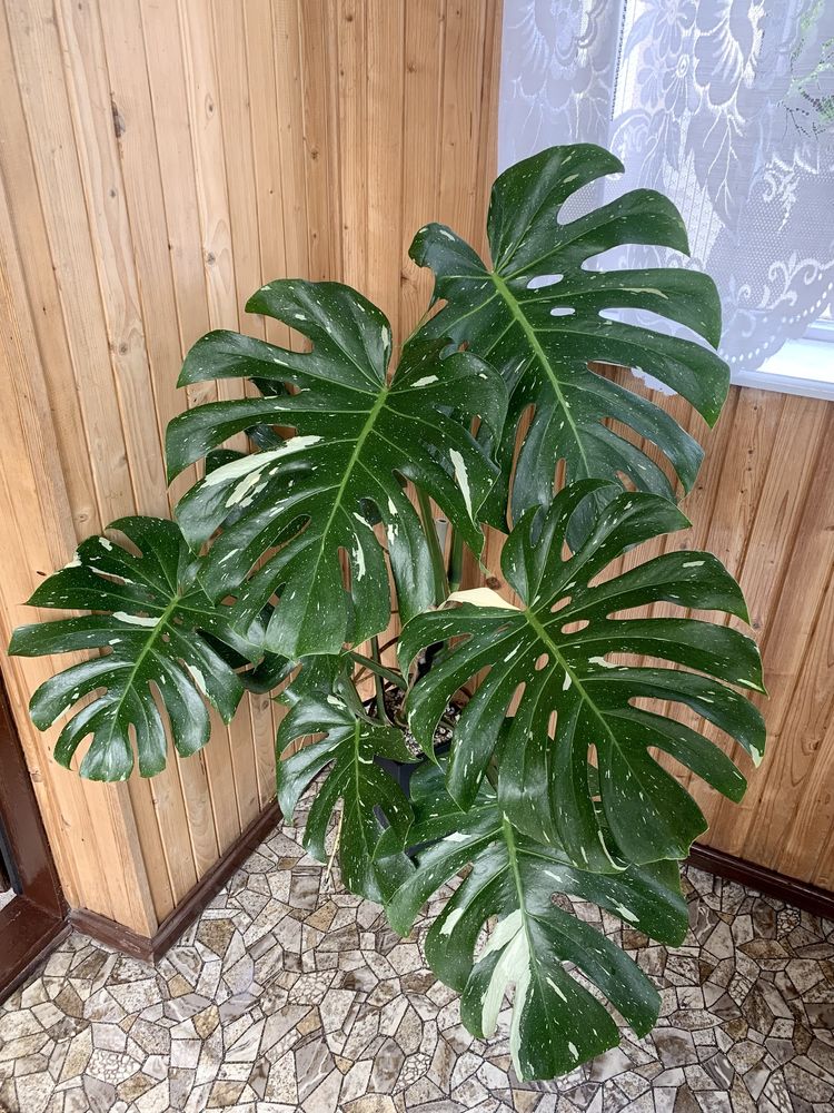 Monstera Thai Constellation