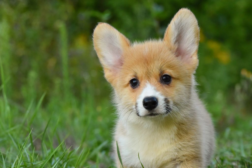 Рудий хлопчик коргі