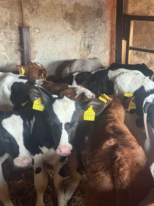 Sprzedam cielaki mięsne z odpajalni 20szt