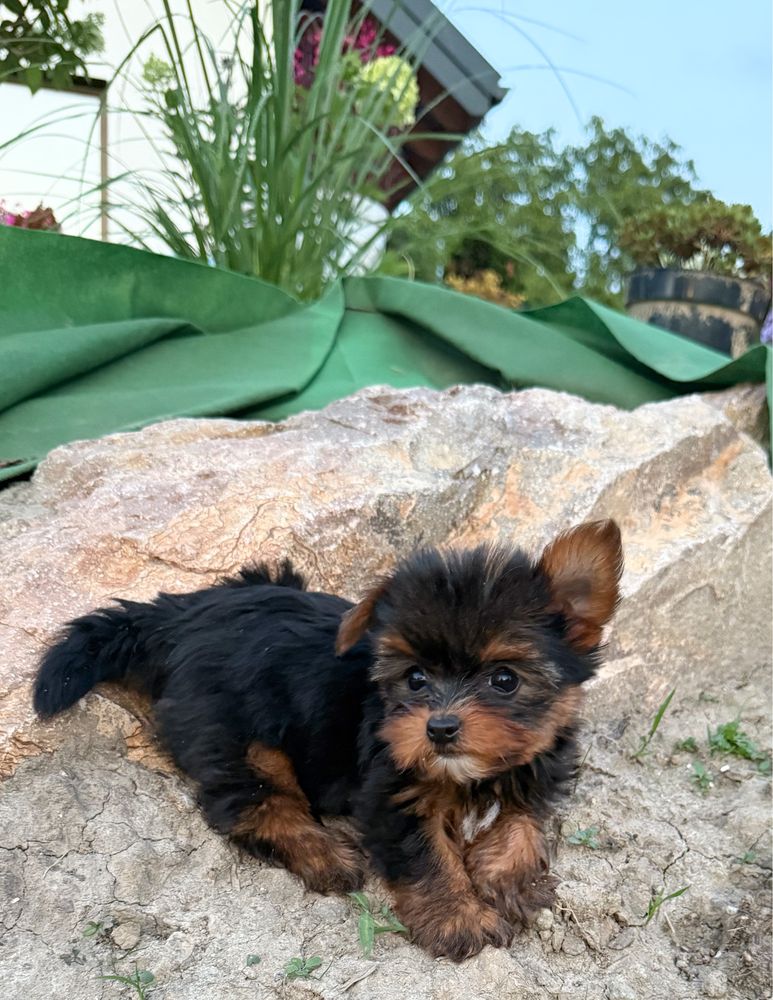 Prześliczny, bardzo malutki piesek Yorkshire Terrier