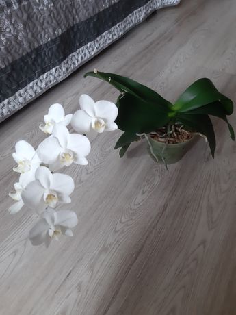 Домашня орхідея білосніжна