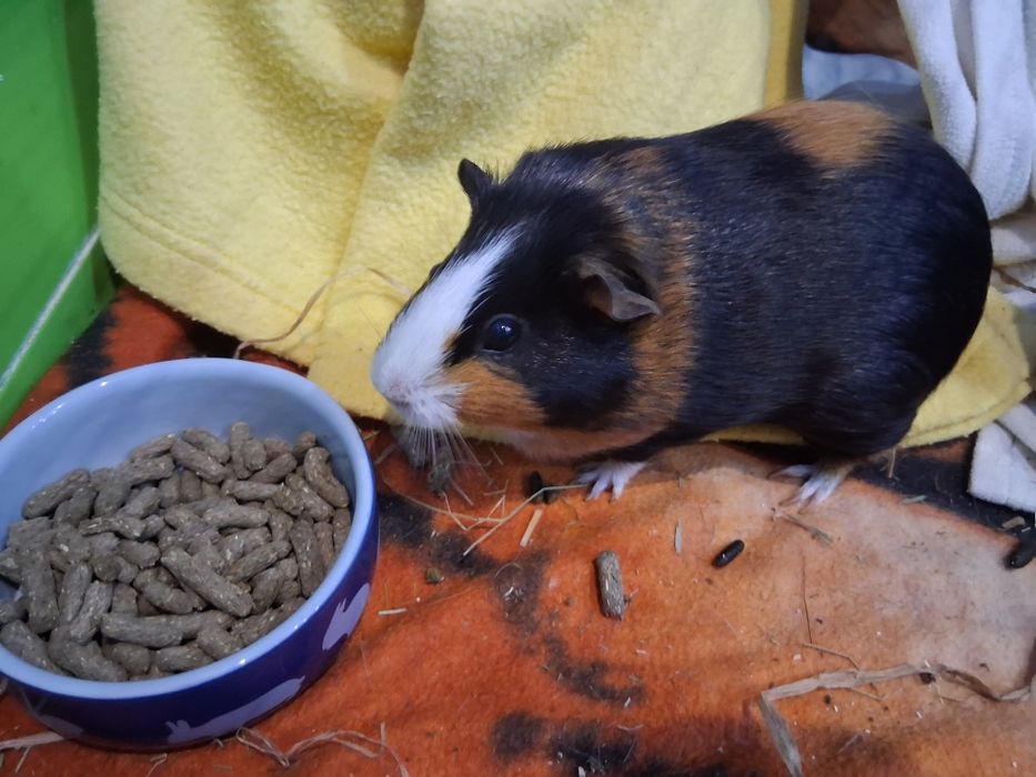 Świnka morska -kawia