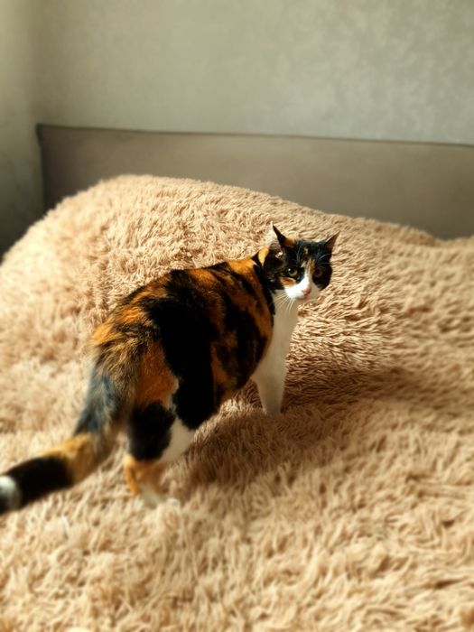 Дві стерилізовані кішечки в добрі руки