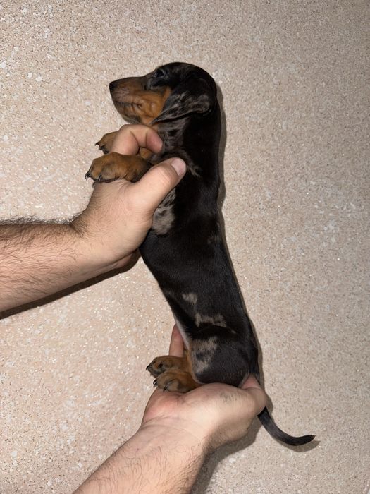 Класна дівчинка такса мраморна