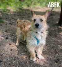 Terrierek Abek, 1,5 rocznu, 10 kg adopcja