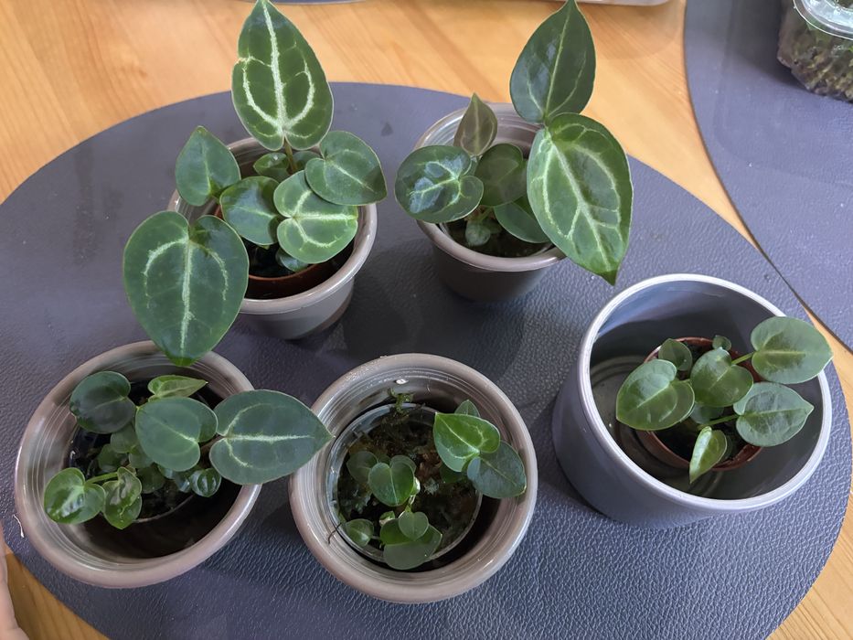 Zestaw sadzonek Anthurium Crystalinumx X MagnificumxBessea aff 2 szt.