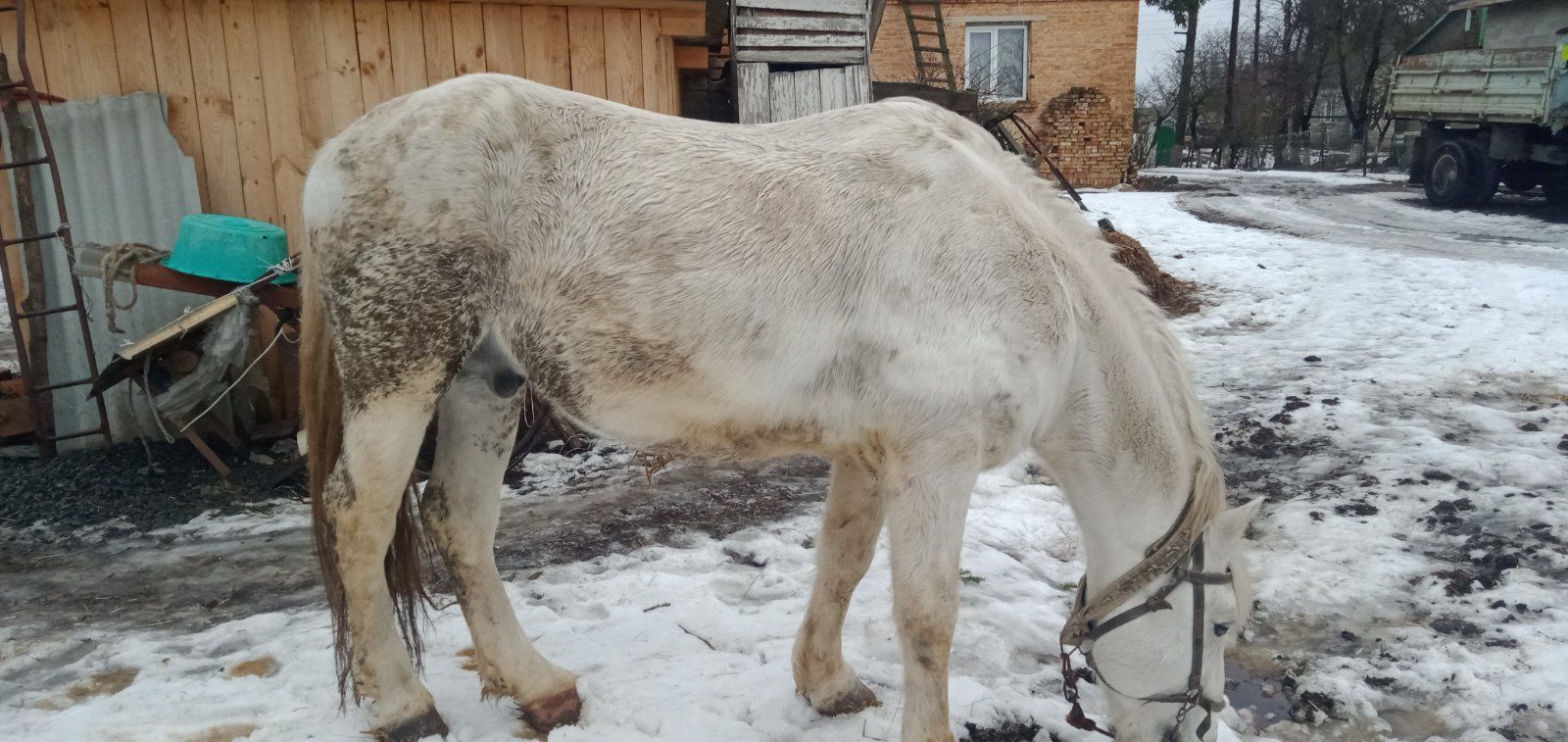 Продам жеребця робочий