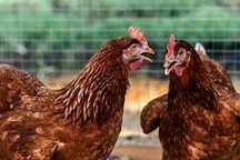 Kury Nioski z pierwszym jajkiem! Leghorn Messa Tetra Astra ZAPRASZAM !