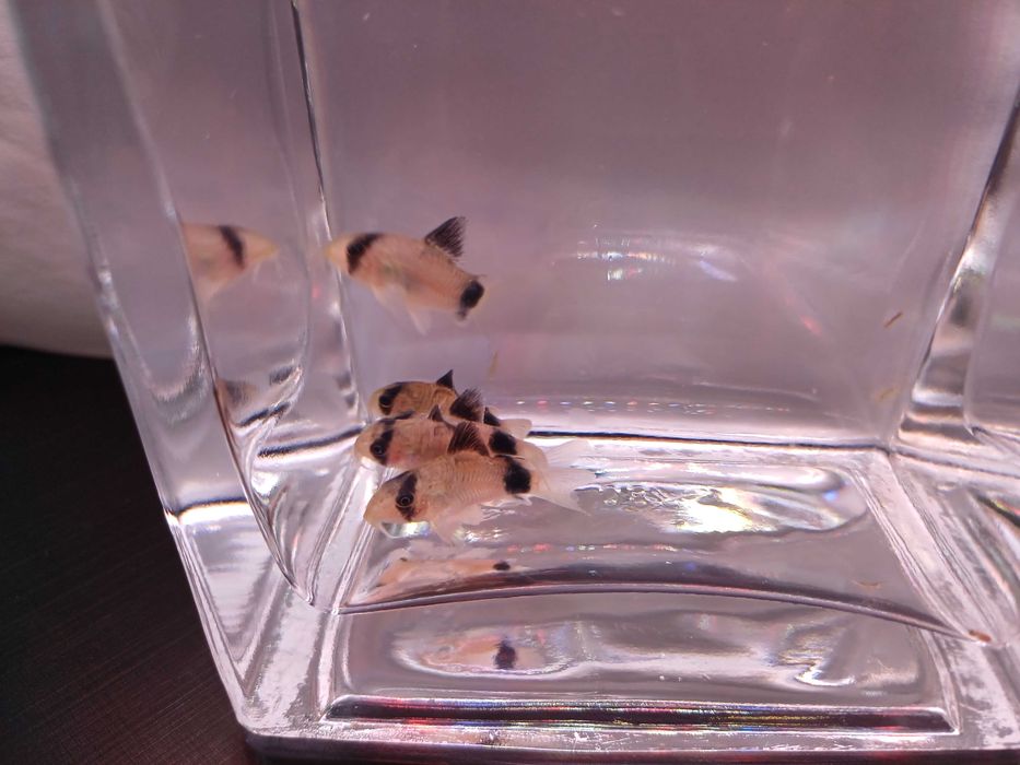 Kirysek corydoras panda